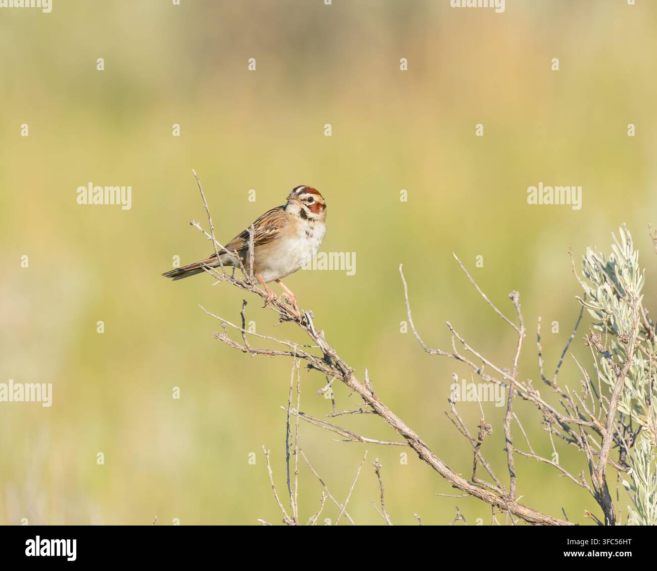 Eine Sperlingslerche sitzt im Morgensonnenschein. Stockfoto