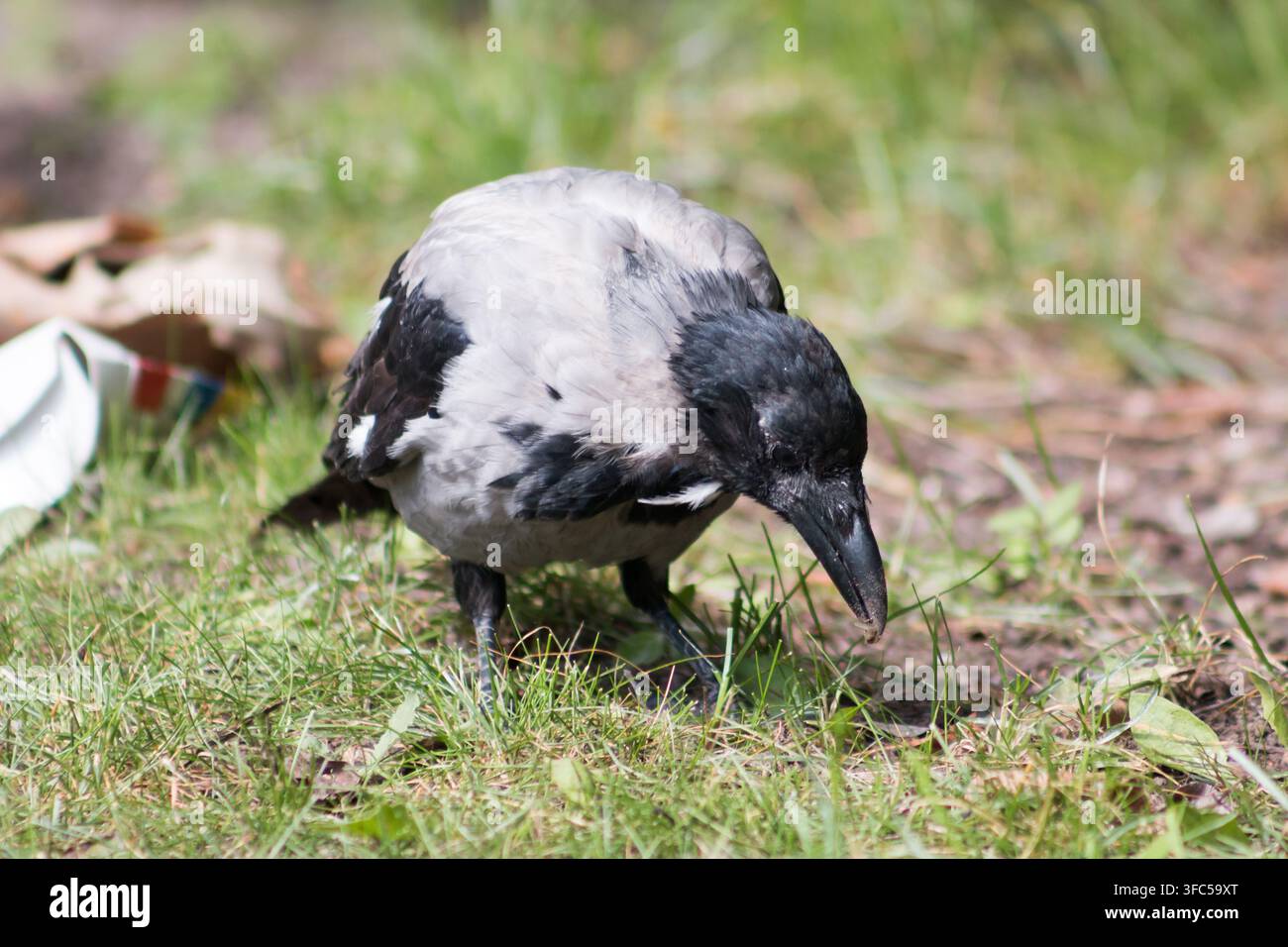Krähenart mit Kapuze (Corvus cornix), umgangssprachlich auch als Hoodie bekannt. Stockfoto