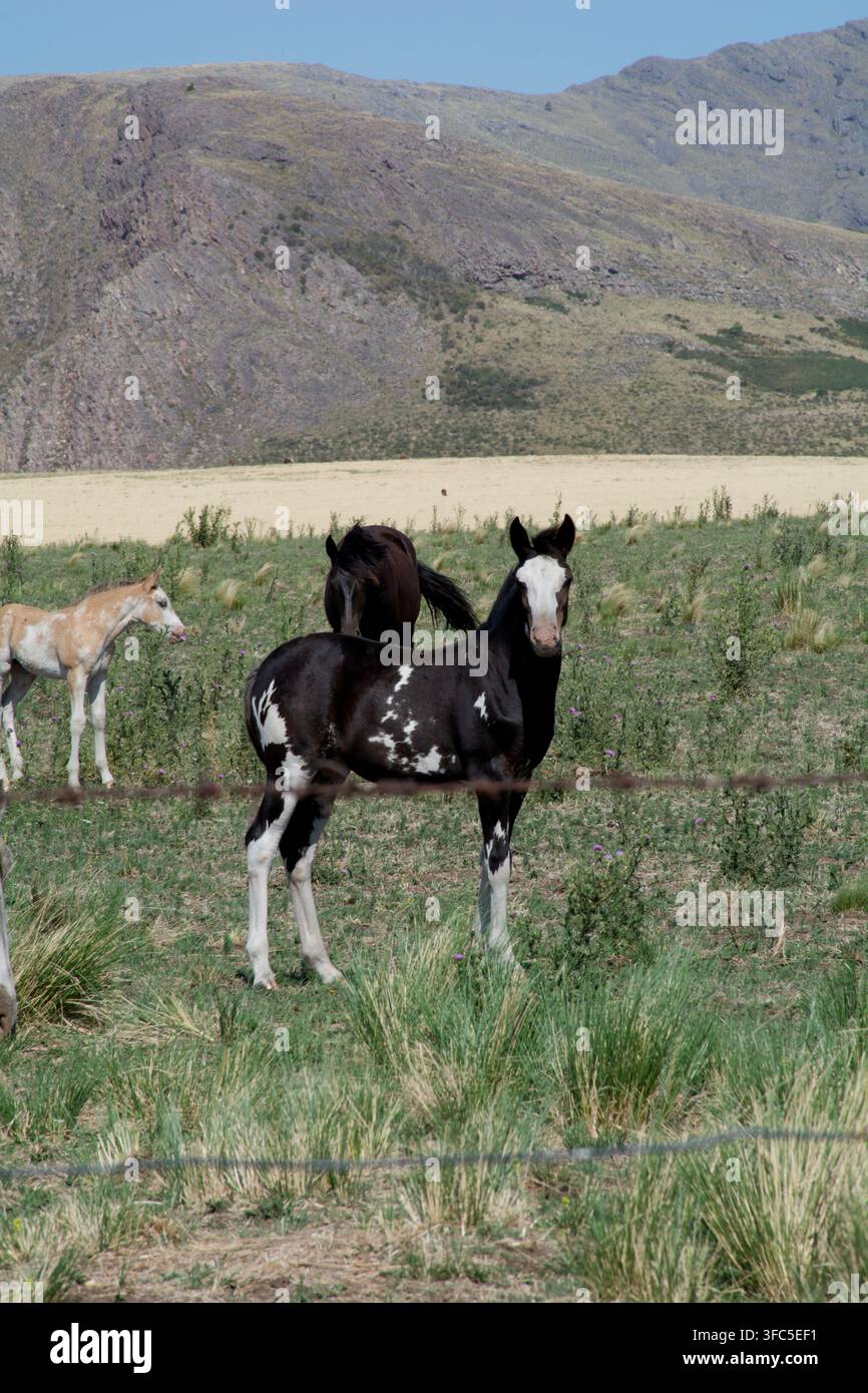 Fohlen am Fuße der Berge Stockfoto