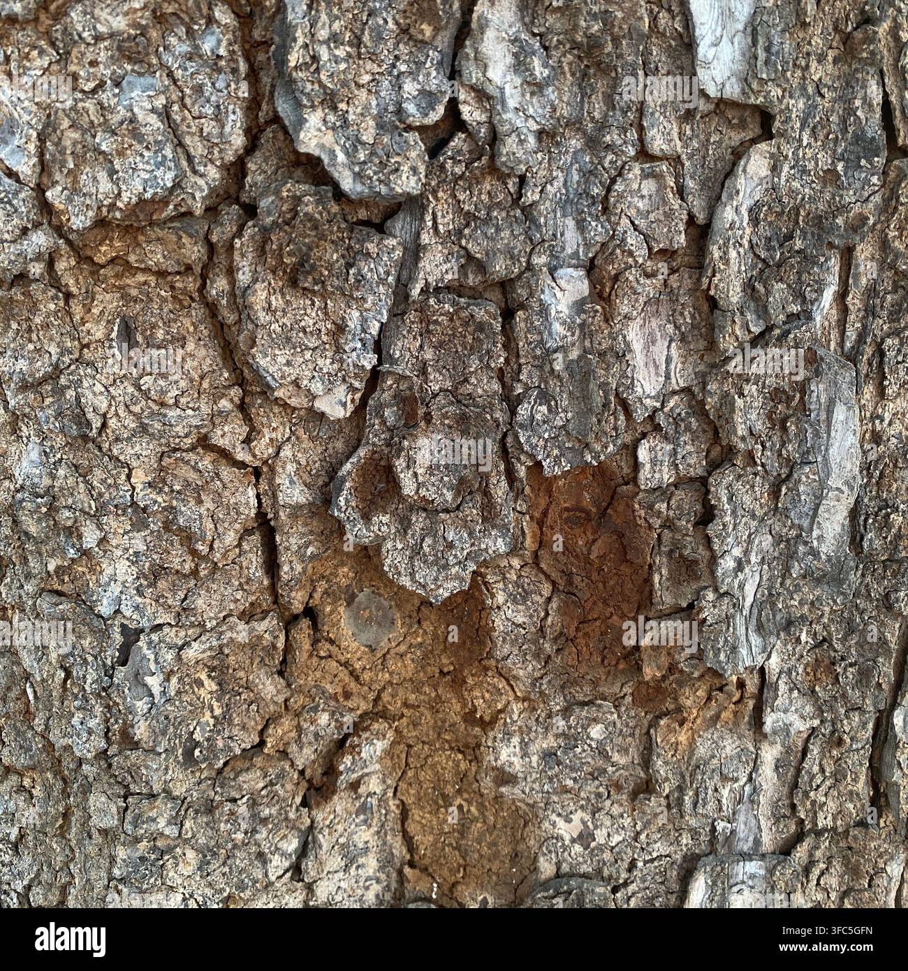 Nahaufnahme von Baumrinde, die eine raue, rissige Stammoberfläche und natürliche braune Muster zeigt - Smartphone-aufgenommenes Stockfoto