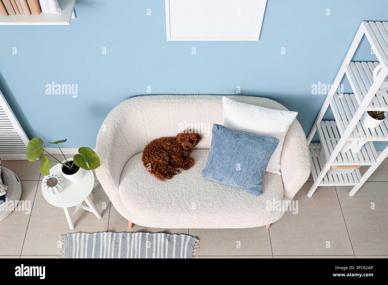 Gemütliches Wohnen und Haustierbegleitung, entzückender Pudelwelpe ruht auf einem bequemen Sofa in einer modernen Wohnung Stockfoto