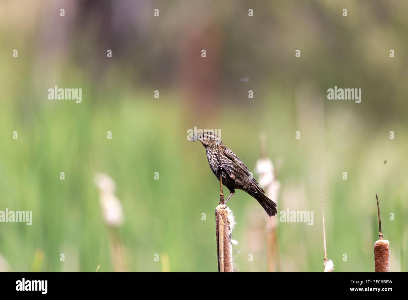 Nahaufnahme eines gestreiften Weibchen einer Amsel, das auf einem braunen Rohrkolben sitzt und frisch gefangene Insekten im Schnabel trägt. Stockfoto