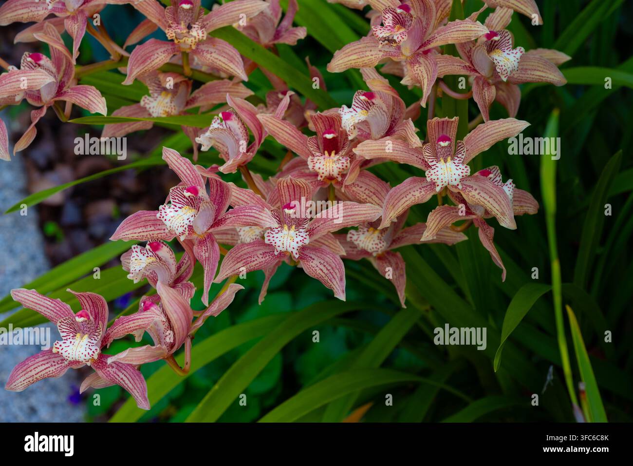 Cymbidium-Orchidee (auch allgemein bekannt als Bootsorchidee) Stockfoto