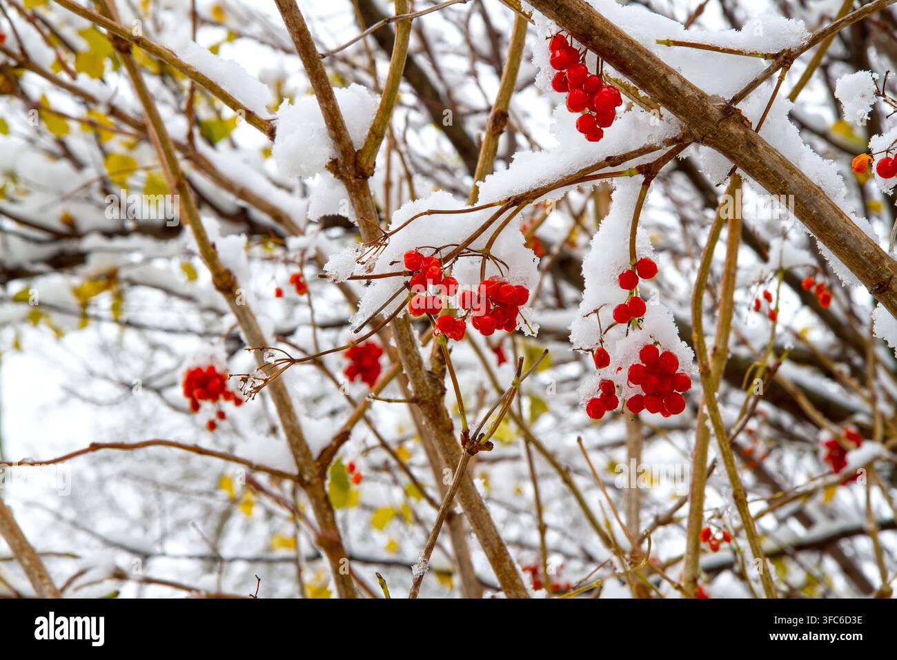 Rote Viburnum-Beeren unter dem Schnee. Der erste Schnee im Winter im Garten. Stockfoto