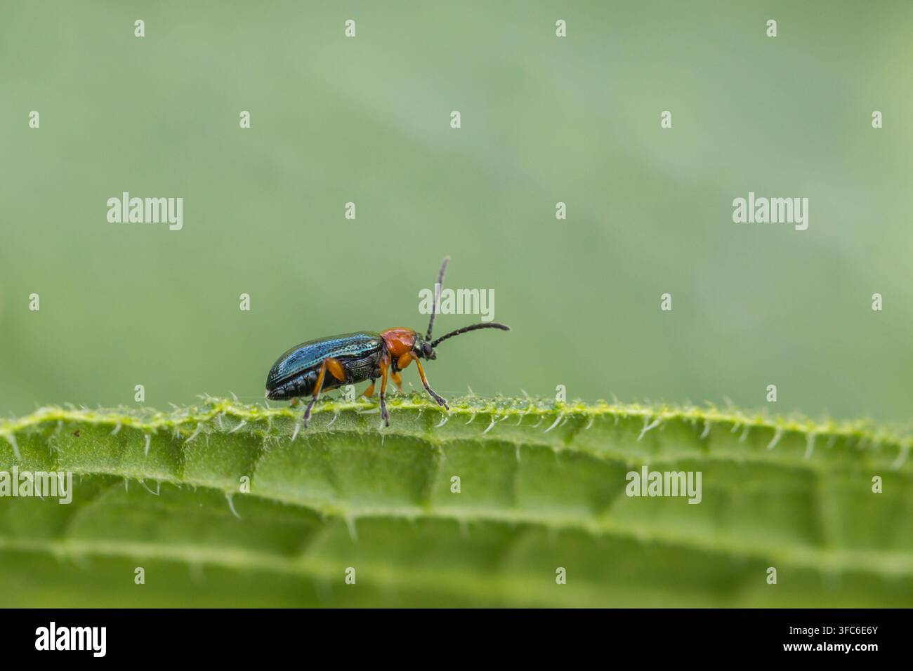 Getreideblattkäfer Oulema melanopus läuft auf einem grünen Blatt im Nahaufnahme. Stockfoto