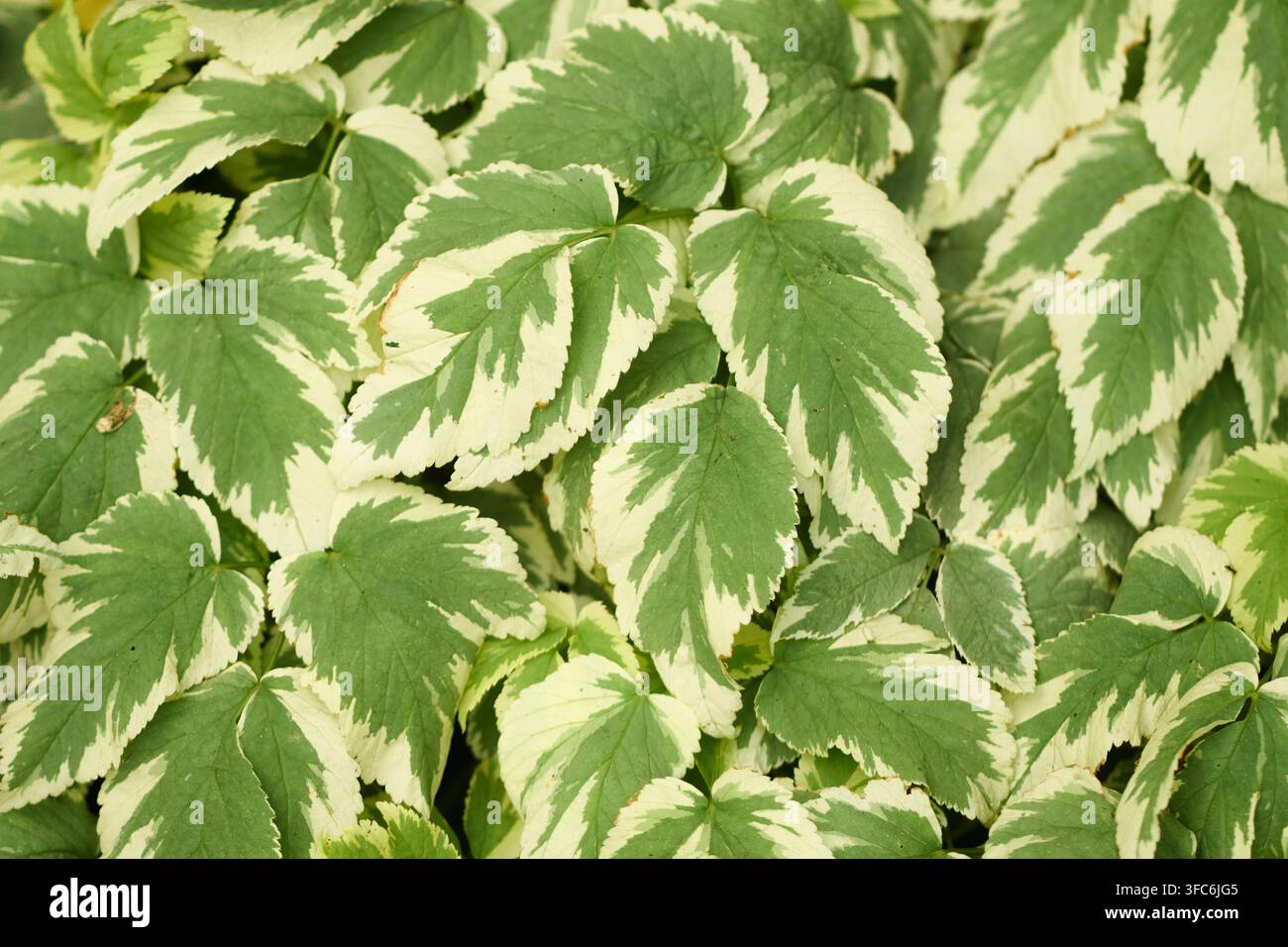 Blätter von Aegopodium podagraria mit schönen weißen Rändern. Natürliches grafisches botanisches Texturmuster-Hintergrund. Stockfoto