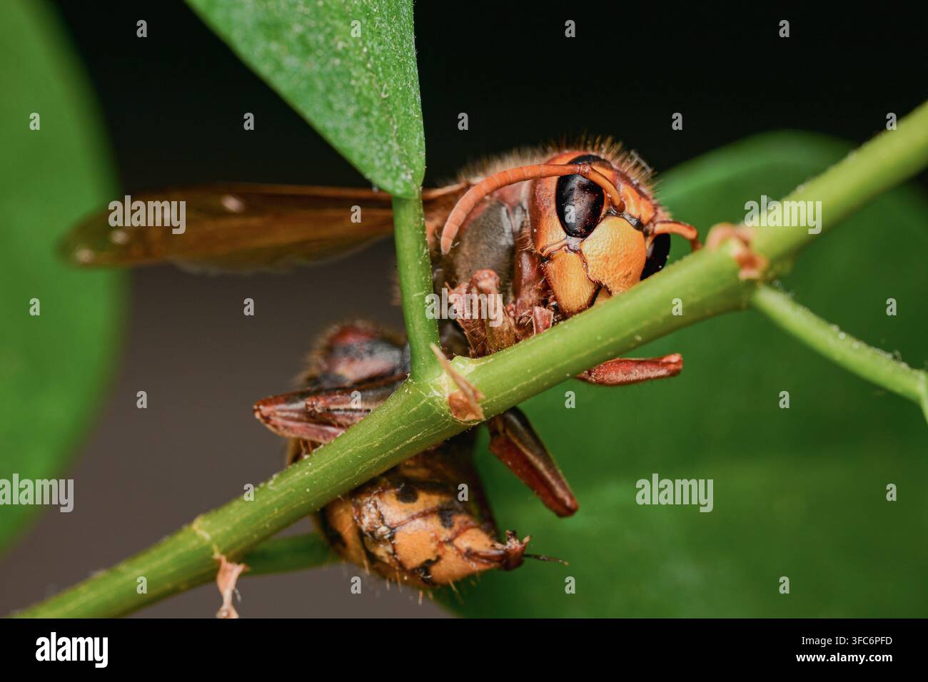 Hornisse, die auf einem grünen Stiel sitzt und ihre markanten orange-schwarzen Zeichnungen zur Schau stellt. Stockfoto