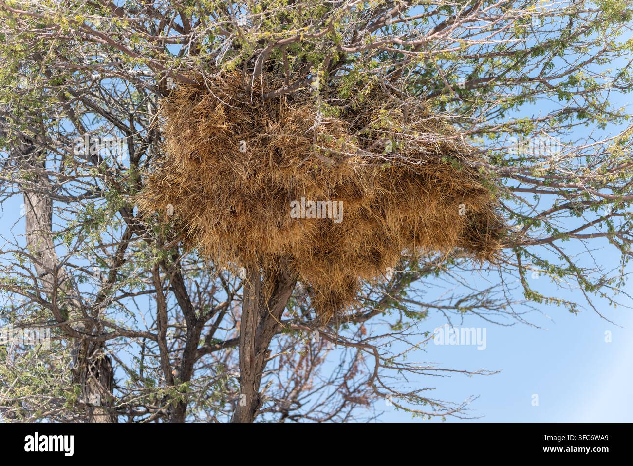 Großes gemeinschaftliches Nest von Soziablen Webervögeln in einem Baum, im Juli in Namibia fotografiert. Stockfoto