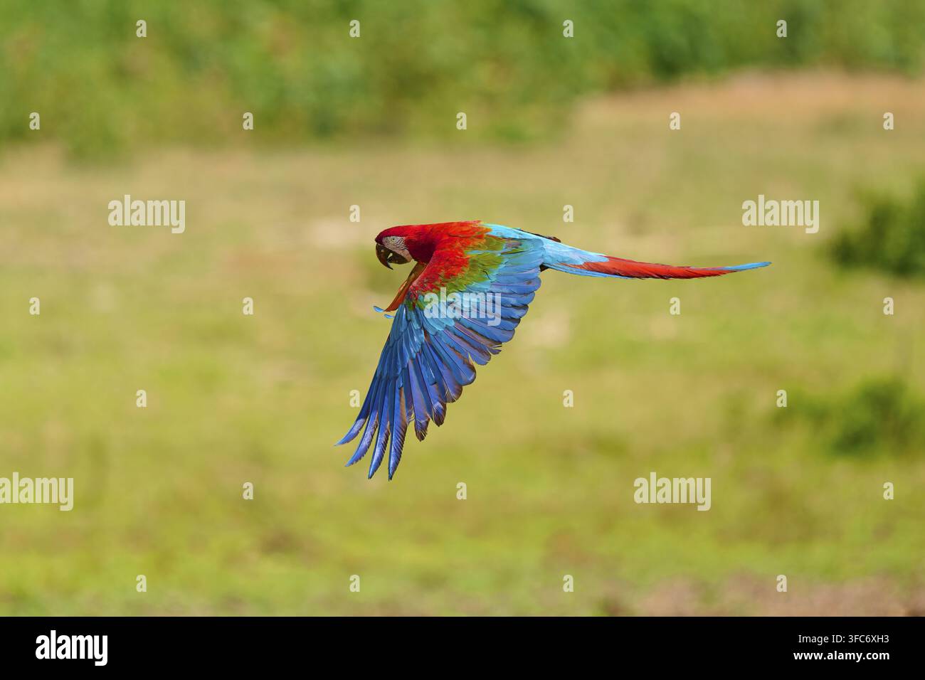 Ein prächtiger Papagei fliegt anmutig über eine grüne Landschaft: der grünflügelige Ara oder dunkelrote Ara (Ara chloroptera), Pantanal, Mato Grosso, Brasilien Stockfoto