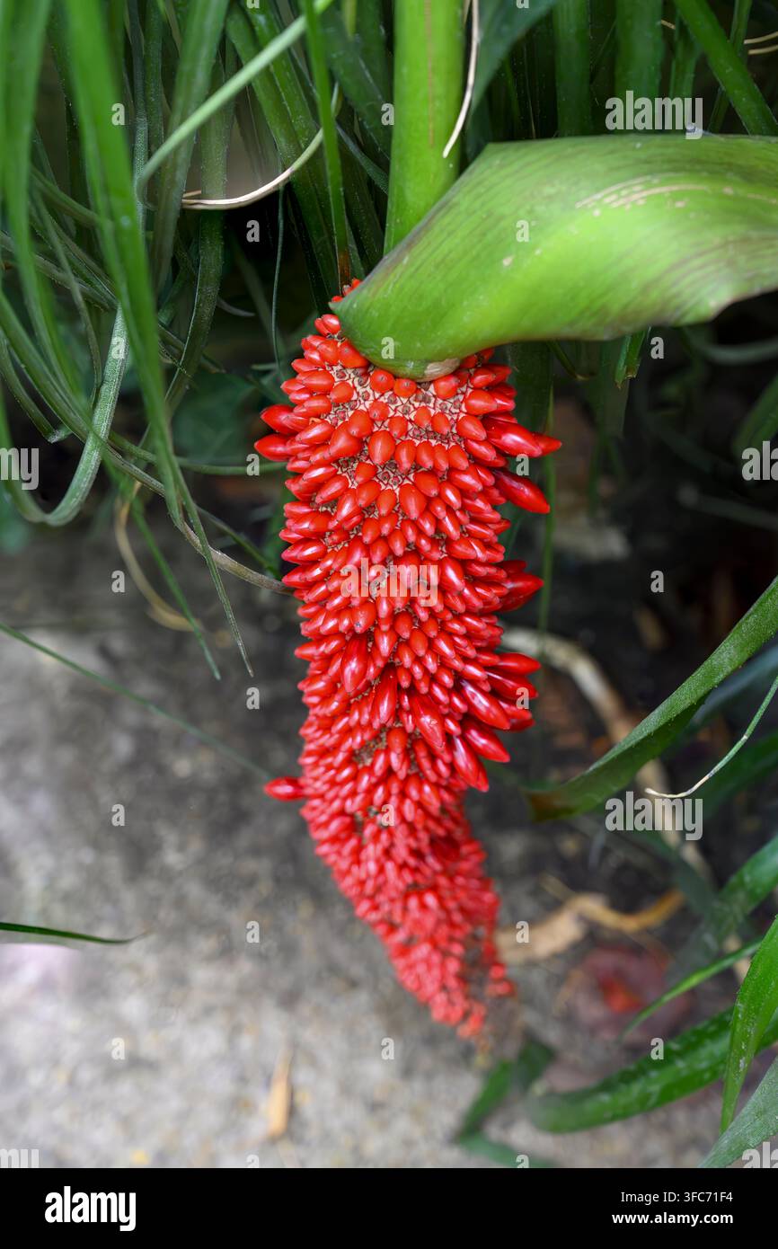 Nahaufnahme einer reifen roten zusammengesetzten Frucht einer Schraubenpalme (Pandanus sp.) zwischen langen grünen Blättern im Botanischen Garten der ELTE in Budapest, Ungarn. Stockfoto