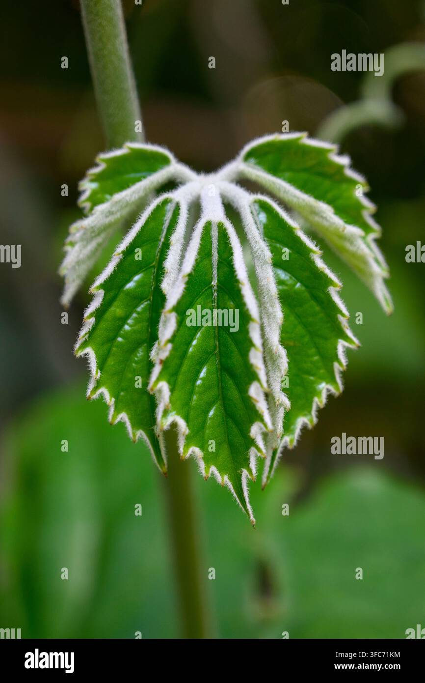 Nahaufnahme eines wahrscheinlichen Aesculus-Jungblatts, das sich im Botanischen Garten von Budapest, Ungarn, entfaltet. Stockfoto