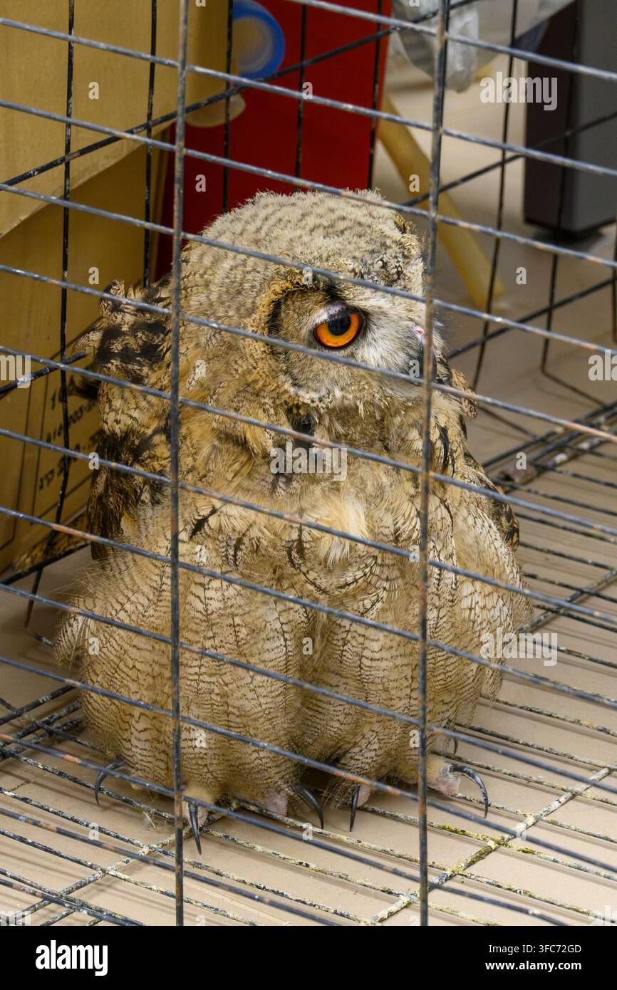 Gefangene Wildtaube sitzt in einem Drahtkäfig, ihr helles orangefarbenes Auge blickt nach außen und symbolisiert Themen wie Gefangenschaft, Tierschutz und Rettung. Con Stockfoto