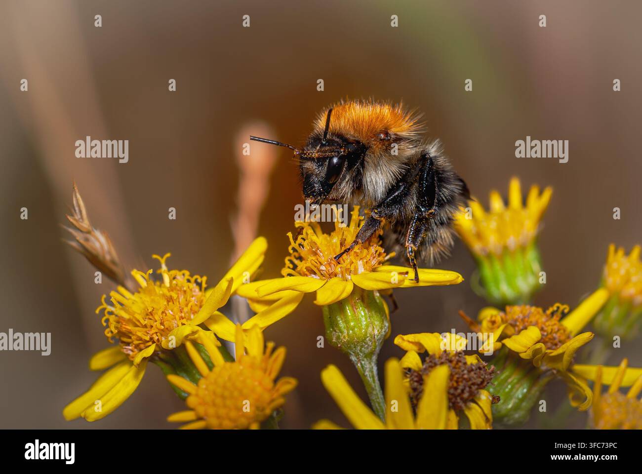 Biene auf gelber Löwenzahnblüte Stockfoto
