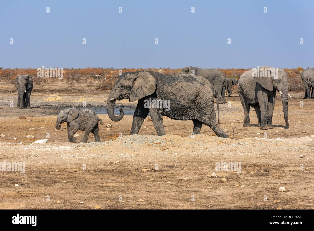 Herde afrikanischer Elefanten mit einem Kalb, die die trockene Etosha-Savanne in Richtung eines Wasserlochs unter klarem Tageshimmel überqueren, staubiger Boden. Im Etosha-Nationalpark Stockfoto