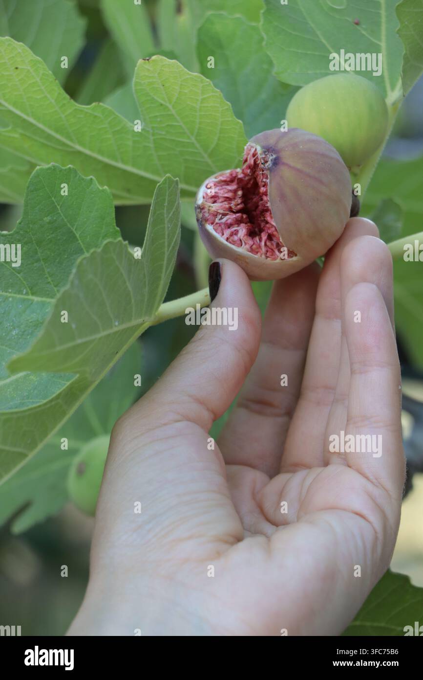 Reife violette Feige, die an einem Feigenbaum wächst Stockfoto
