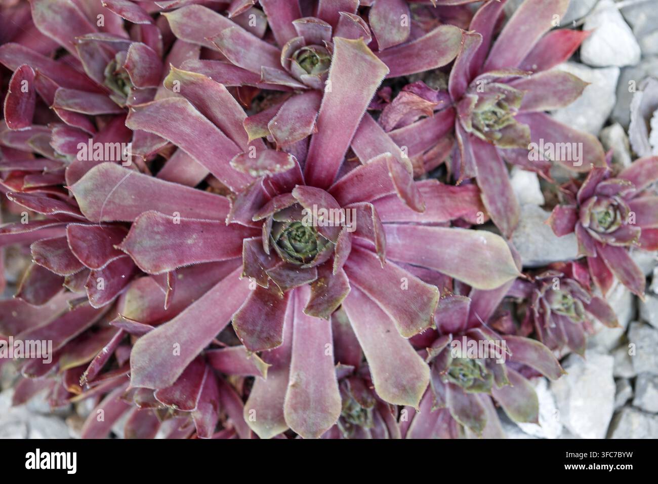 Oberblickaufnahme mehrerer Hen-und-Hühnchen-Sukkulenten mit rosa-rötlichen Blättern und grauem Kieshintergrund Stockfoto