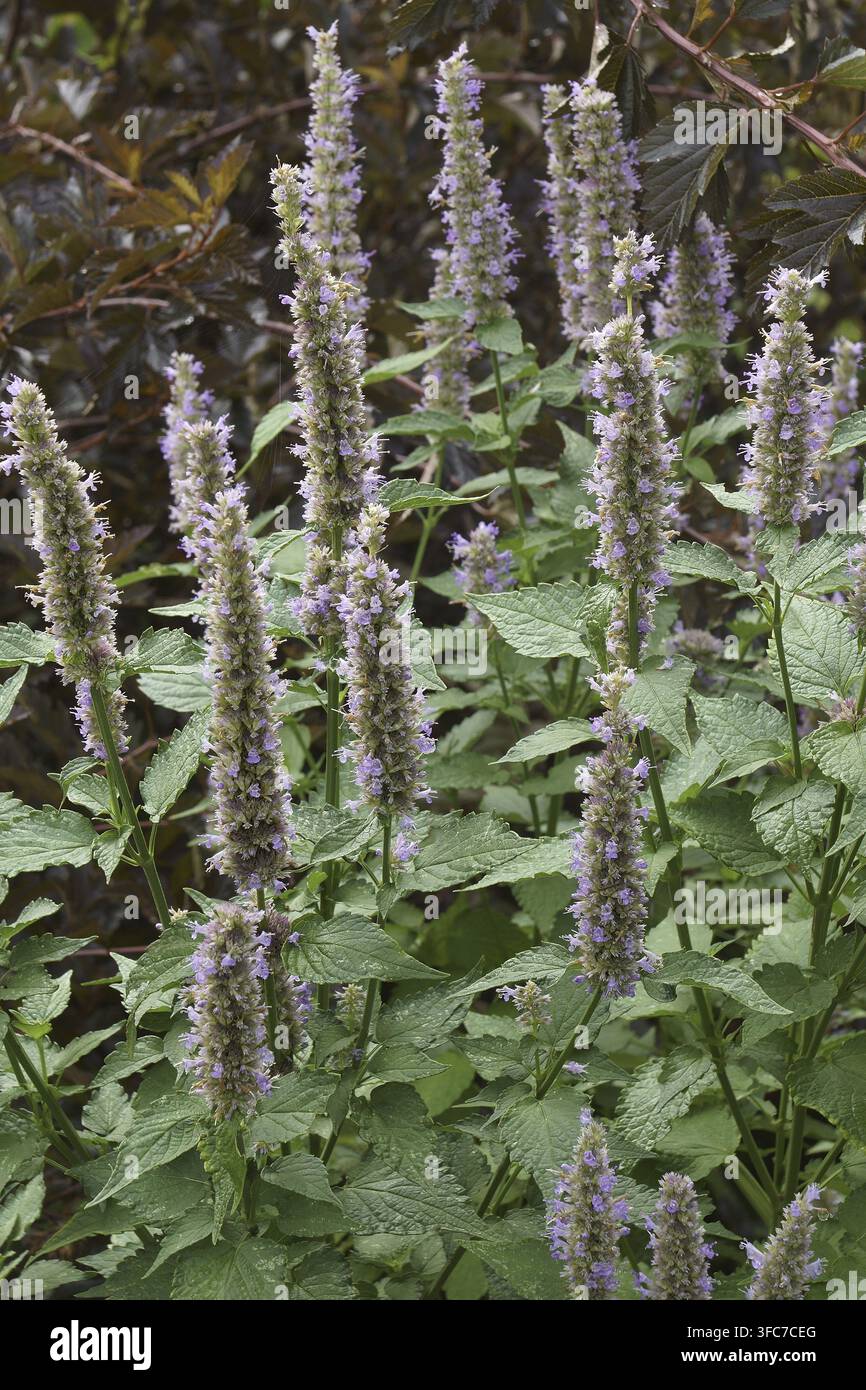Anis-Ysop (Agastache foeniculum). Auch Blue Giant Ysop genannt, duftender Giant Ysop und Lavendel Giant Ysop Stockfoto