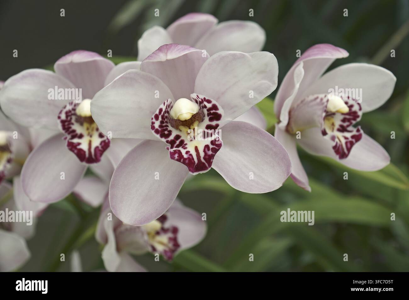 Hybrid-Boot-Orchidee (Cymbidium) Stockfoto