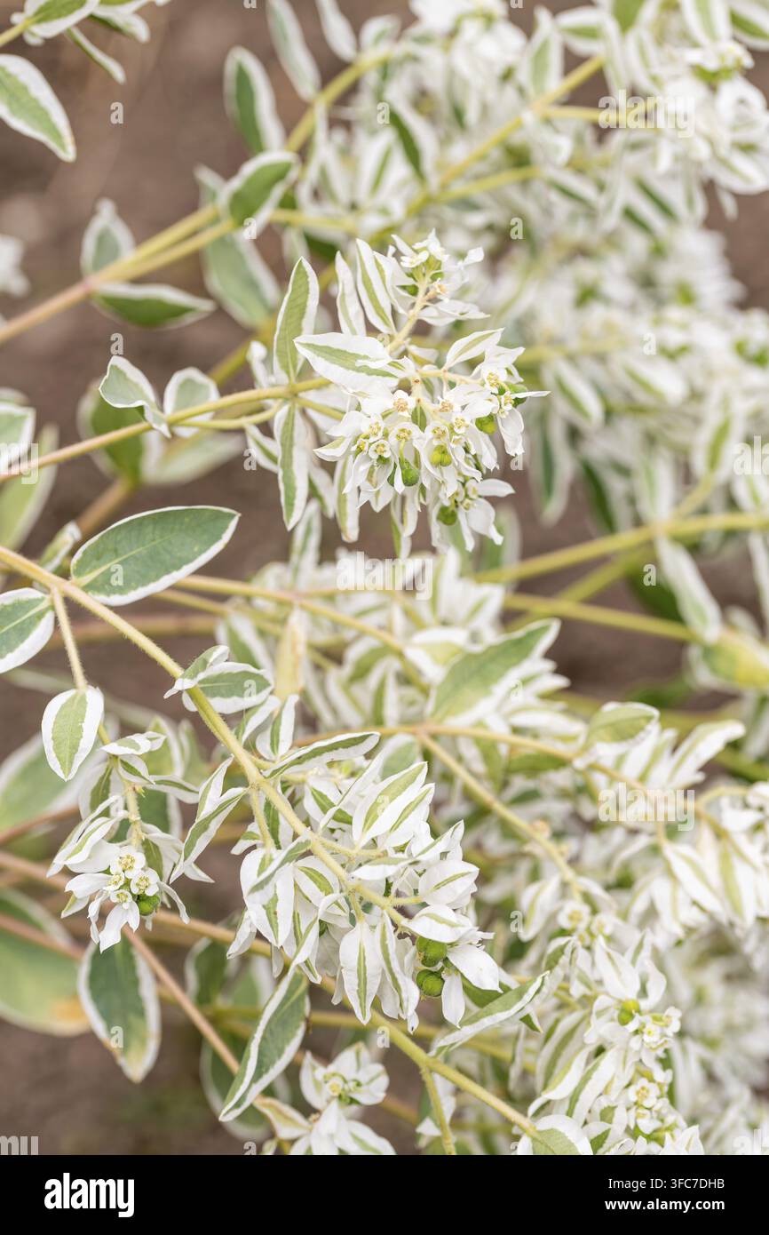 Blumen Und Samen Der Wunderschönen Euphorbia Marginata, Auch Bekannt Als Snow-On-The-Mountain Stockfoto
