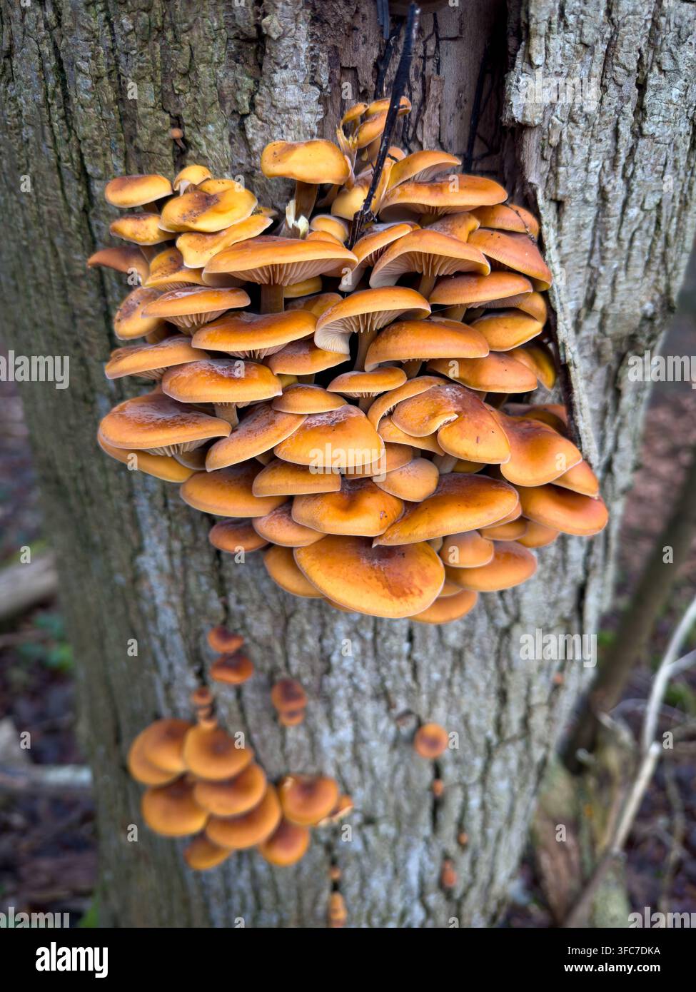 Nahaufnahme von Samtfußpilzen auf einem Baumstamm im Millington Wood Nature Reserve, East Riding von Yorkshire. Stockfoto