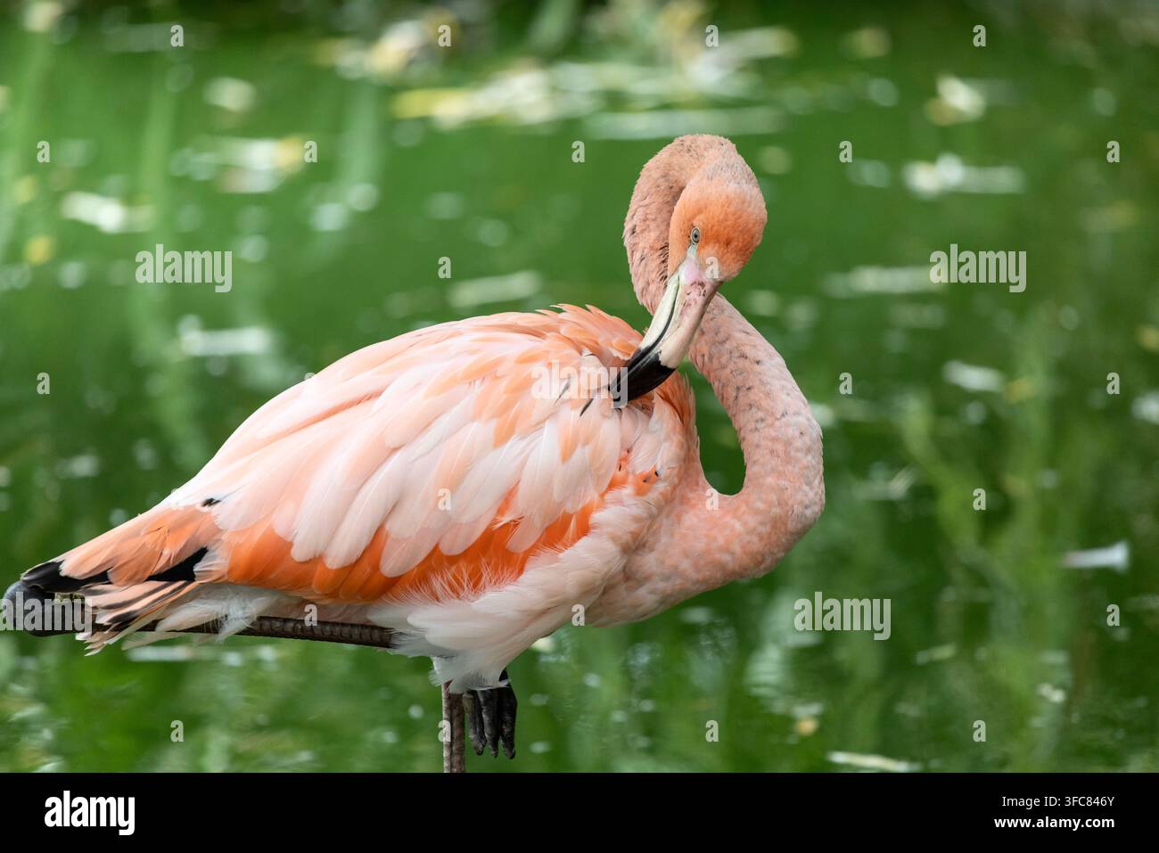 Nahaufnahme eines Karibischen Flamingos (Phoenicopterus ruber), der in ruhigem grünen Wasser steht. Das Bild betont den charakteristischen gekrümmten Hals des Vogels Stockfoto