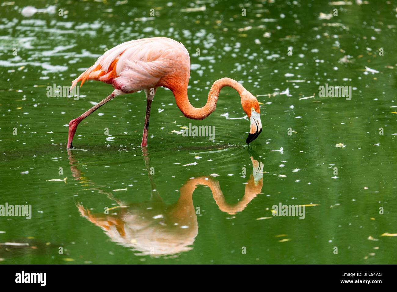 Karibischer Flamingo (Phoenicopterus ruber) watet in ruhigem grünem Wasser beim Fressen und erzeugt eine auffällige Spiegelung auf der Oberfläche. Lebendiges rosa Gefieder Stockfoto
