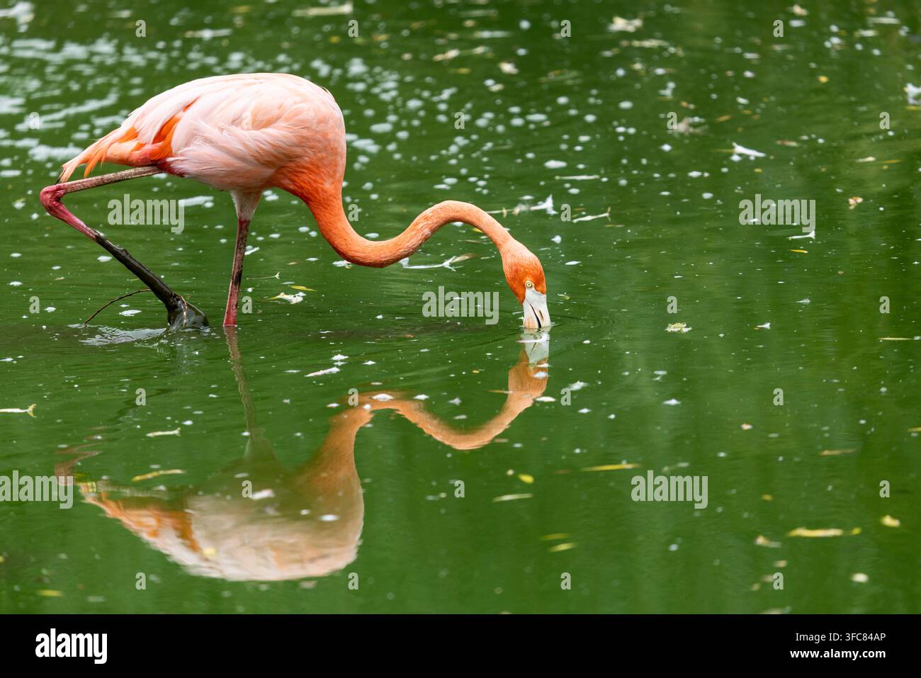 Karibischer Flamingo (Phoenicopterus ruber) watet in ruhigem grünem Wasser beim Fressen und erzeugt eine auffällige Spiegelung auf der Oberfläche. Lebendiges rosa Gefieder Stockfoto
