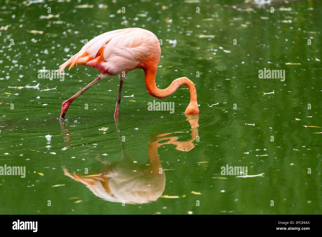 Karibischer Flamingo (Phoenicopterus ruber) watet in ruhigem grünem Wasser beim Fressen und erzeugt eine auffällige Spiegelung auf der Oberfläche. Lebendiges rosa Gefieder Stockfoto