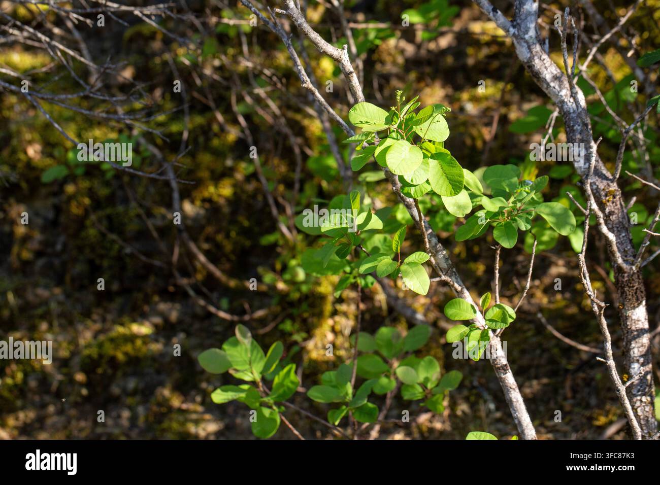 Nahaufnahme von grünen Blättern und Ästen des Cotoneaster-Nummularius-Strauchs Stockfoto