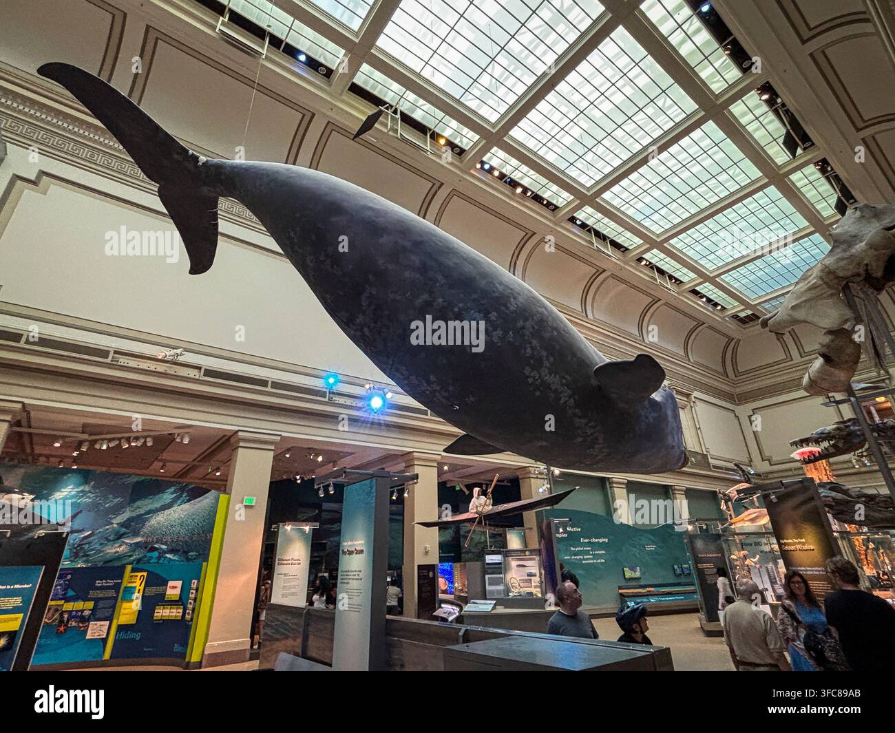 Ein lebensgroßes Walmodell, das unter dem Glasdach der Ozeanhalle aufgehängt ist. Washington, District of Columbia, Vereinigte Staaten, 12. August 2026. Stockfoto