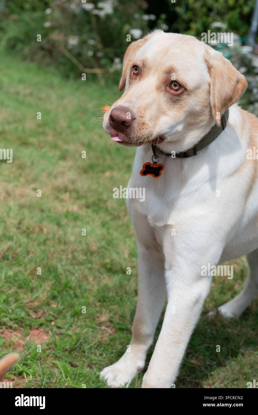 Labrador Retriever steht auf einem grünen Rasen im Freien. Stockfoto
