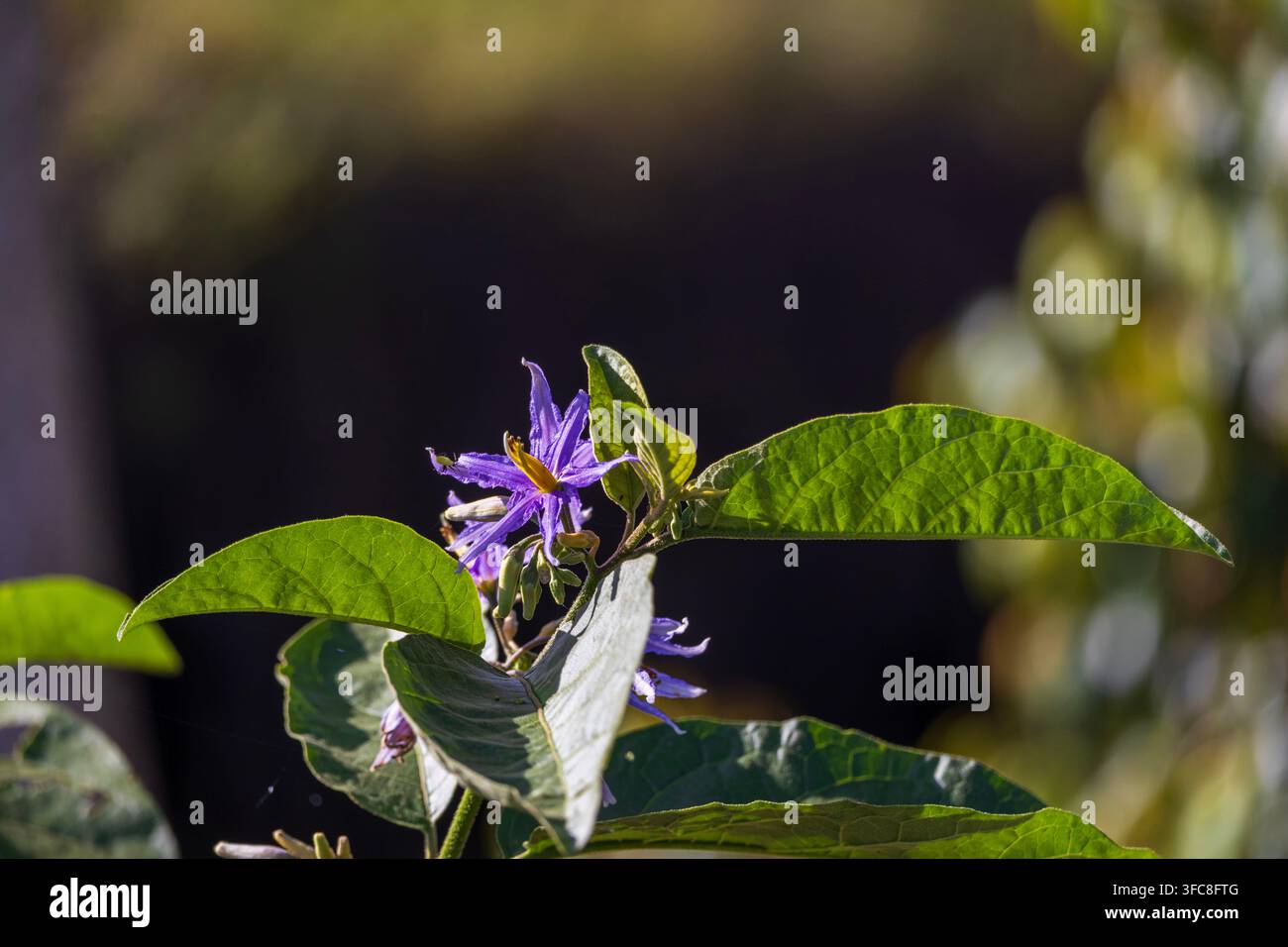 Lebendige lila Solanum-Blüte umgeben von grünen Blättern im natürlichen Sonnenlicht vor einem weichen dunklen Hintergrund Stockfoto