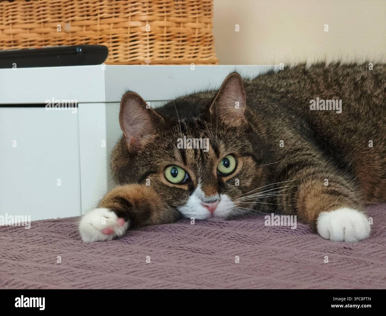 Süße getigerte Katze liegt auf einer lila Decke und schaut direkt in die Kamera - Smartphone-aufgenommenes Stockfoto