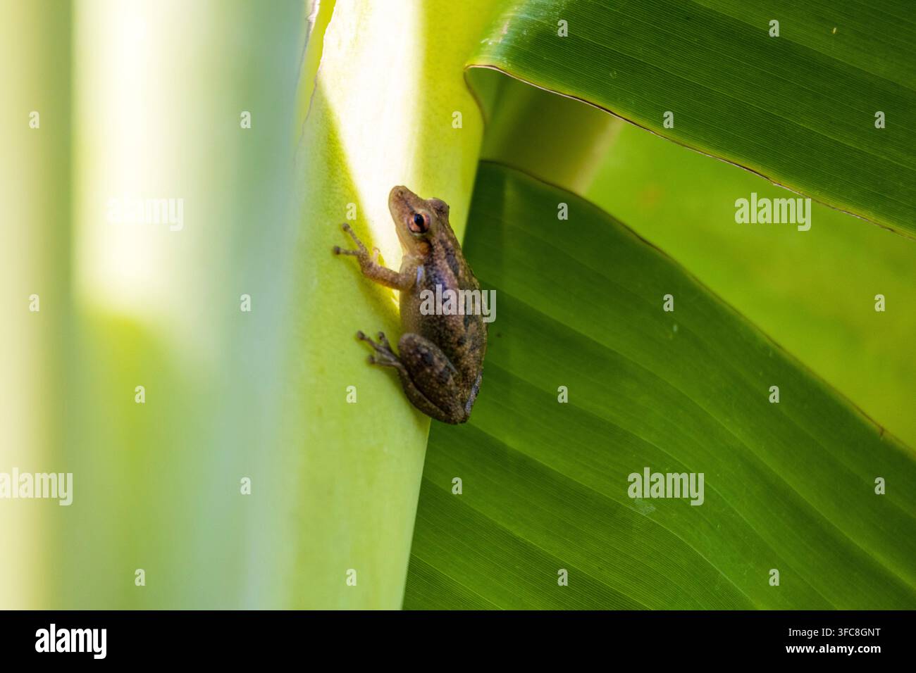 Nahaufnahme eines winzigen Baumfrosches, der auf einem hellgrünen tropischen Bananenbaum ruht, vor einem glatten Hintergrund Stockfoto