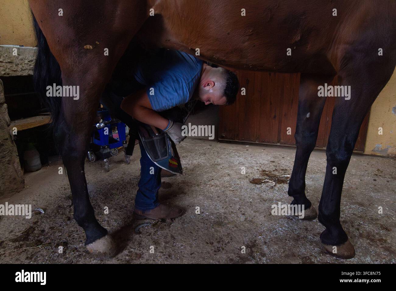 Hufschmied verwendet präzise Naglarbeit, um ein Hufeisen anzubringen Stockfoto