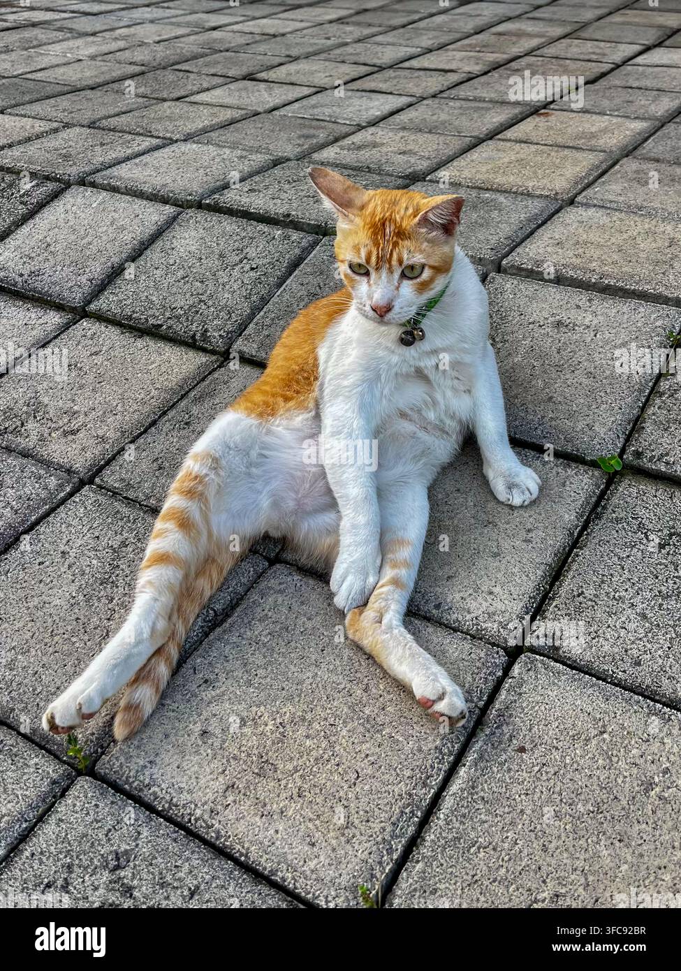 Lustige Hauskatze mit rotbraunem und weißem Tabby-Muster, die wie ein Mensch auf Pflastersteinen im Freien sitzt. Liebenswerte Katze mit grünem Halsband, die wegschaut. Stockfoto