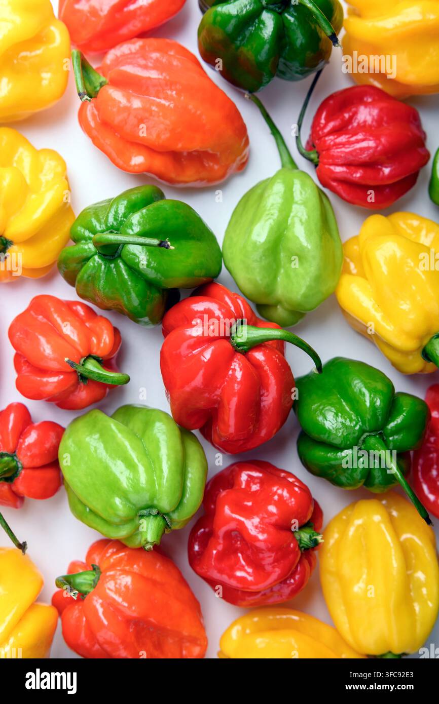 Bunte Habanero-Pfefferkörner, die auf weißer Oberfläche verstreut sind, minimale saubere Komposition. Scharfes Chili-Sortiment, lebendige Gemüse, Oberblicksmuster Stockfoto