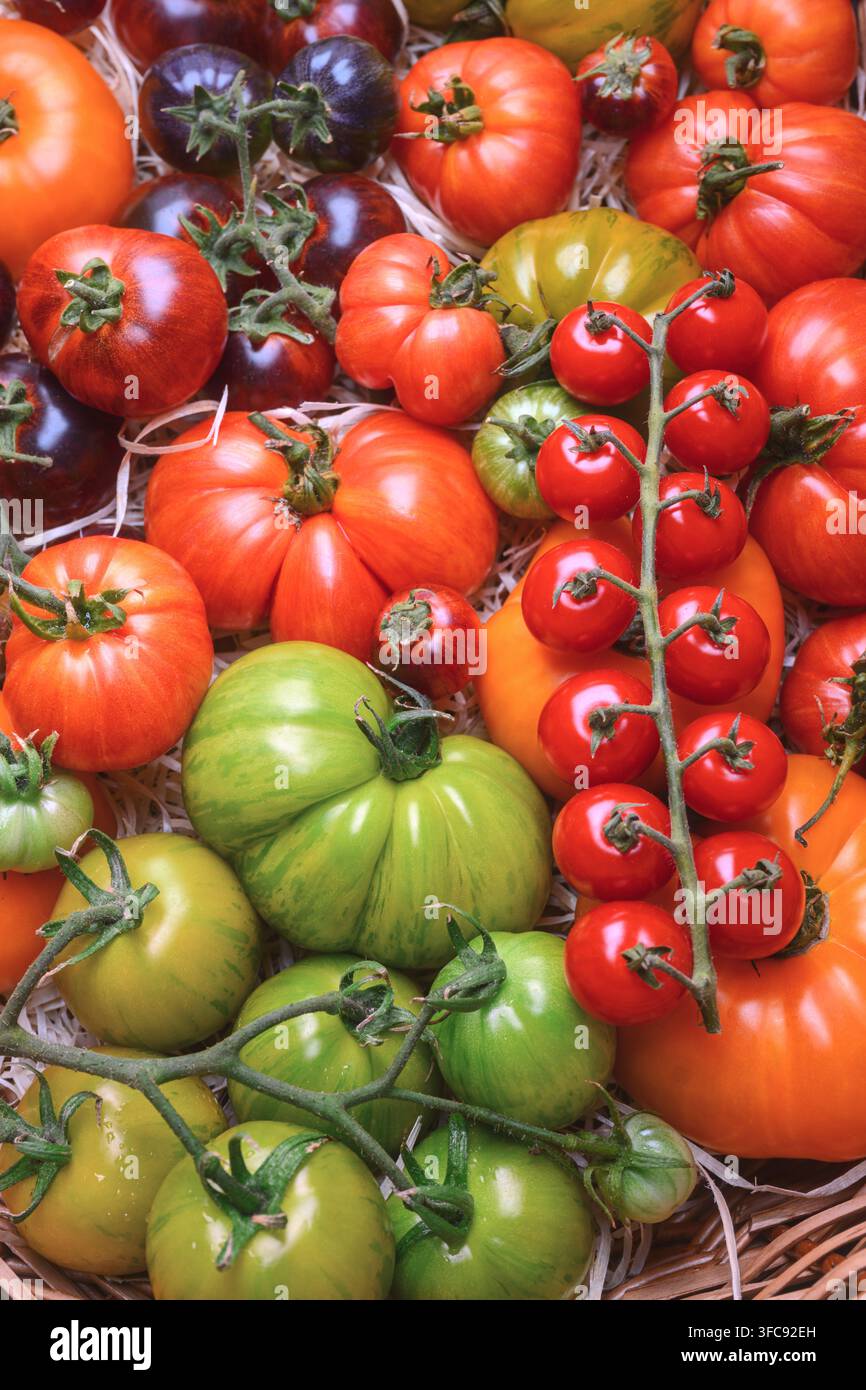 Bunte Tomatensorte in einem Weidenkorb, Ansicht von oben. Rustikales Bio-Obst, Marktstil Stockfoto