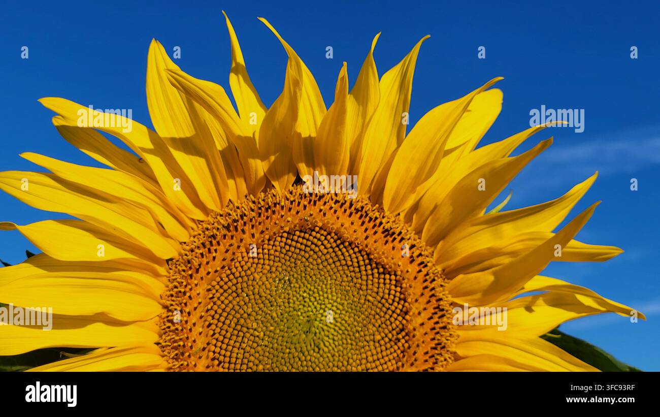Nahaufnahme einer großen Sonnenblume im hellen Morgenlicht vor tiefblauem Himmel, Schweiz Stockfoto