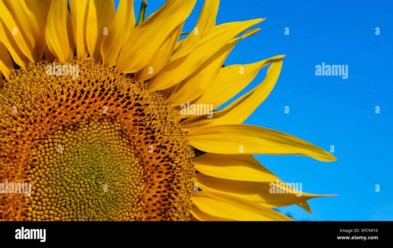 Nahaufnahme einer großen Sonnenblume im hellen Morgenlicht vor tiefblauem Himmel, Schweiz Stockfoto