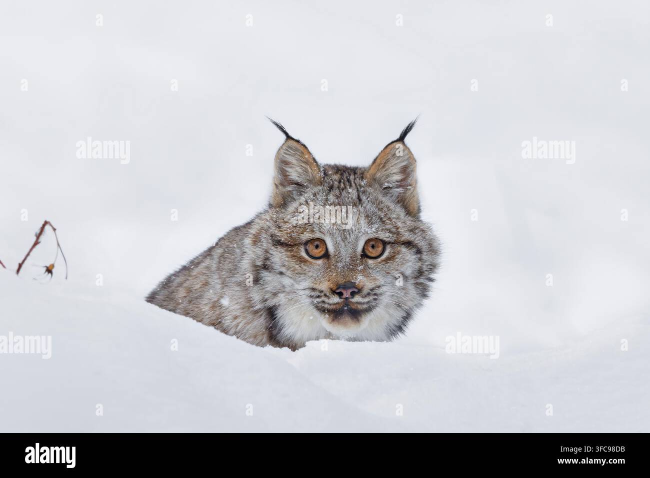 Der Kanadalyx ist eine Wildkatze, die durch langes, dichtes Fell, dreieckige Ohren mit schwarzen Büscheln an den Spitzen und breite, schneeschuhähnliche Pfoten gekennzeichnet ist. Stockfoto