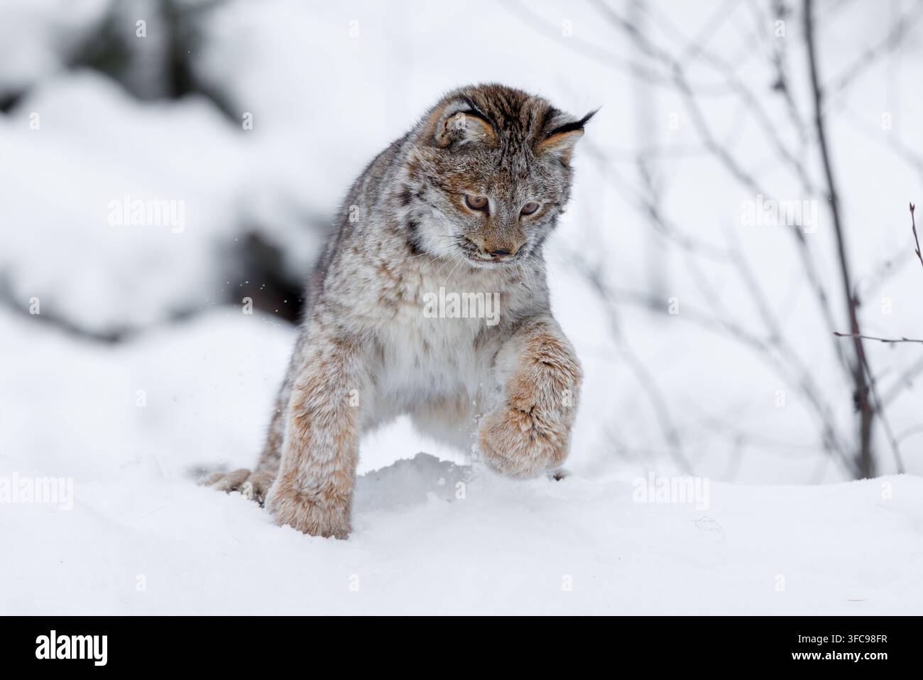 Der Kanadalyx ist eine Wildkatze, die durch langes, dichtes Fell, dreieckige Ohren mit schwarzen Büscheln an den Spitzen und breite, schneeschuhähnliche Pfoten gekennzeichnet ist. Stockfoto