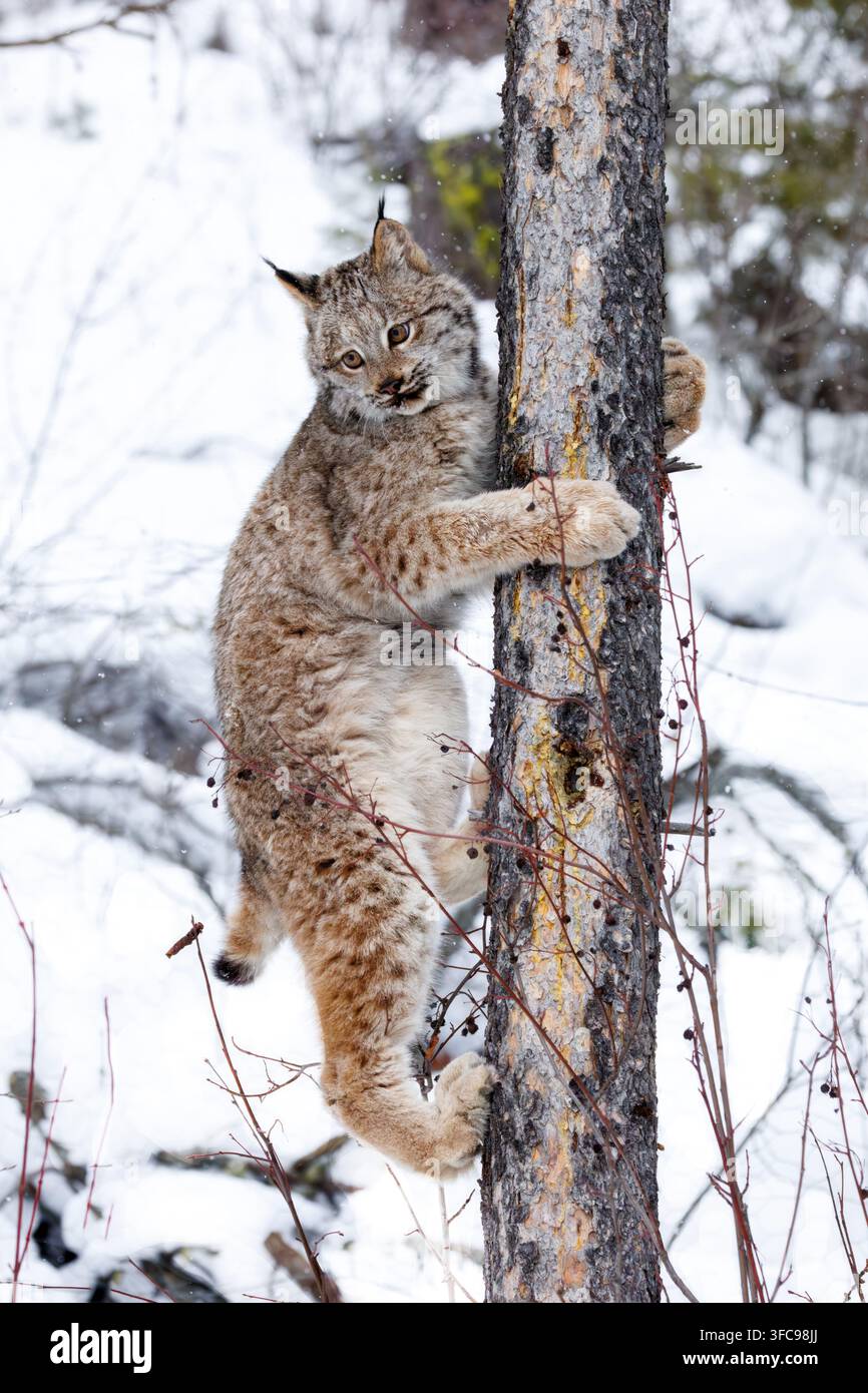 Der Kanadalyx ist eine Wildkatze, die durch langes, dichtes Fell, dreieckige Ohren mit schwarzen Büscheln an den Spitzen und breite, schneeschuhähnliche Pfoten gekennzeichnet ist. Stockfoto