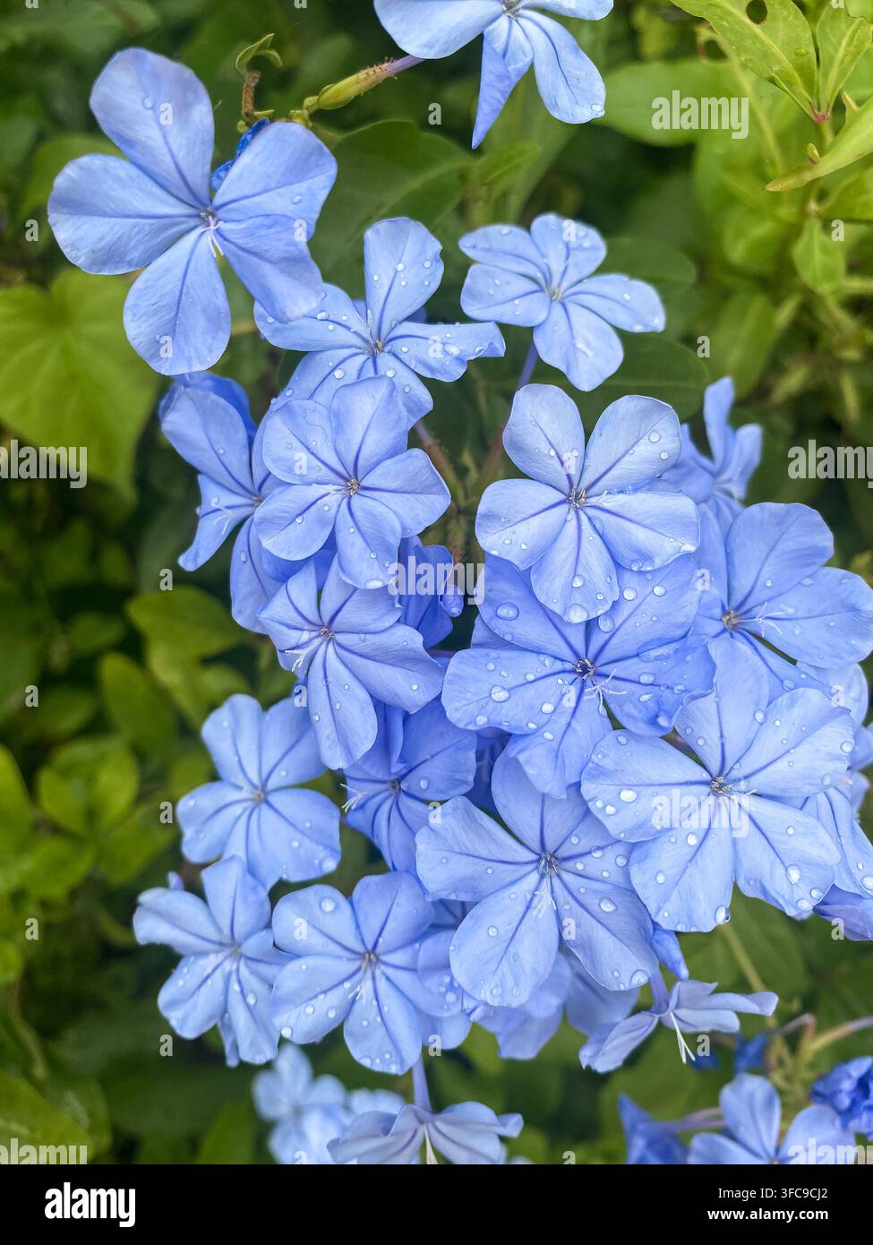 Blaue Plumbago-Blüten, Plumbago auriculata, mit Wassertropfen am Fort DeRussy Beach in Honolulu, Oʻahu, Hawaiʻi. - Smartphone-aufgenommenes Stockfoto