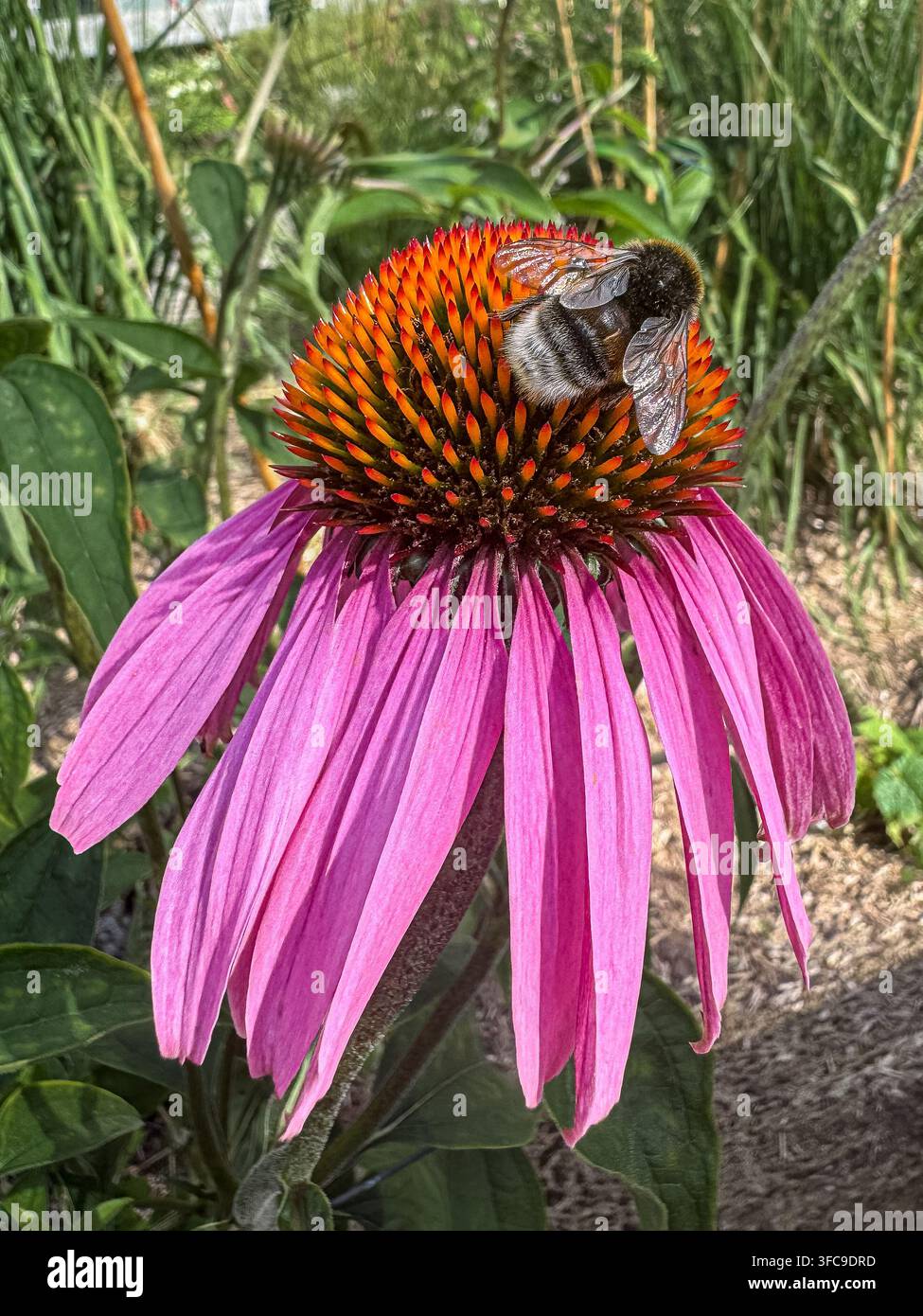 Bumblebee füttert an einer lila Sonnenhutblume, Echinacea, mit hellrosa Blütenblättern in einem Sommergarten. - Smartphone-aufgenommenes Stockfoto
