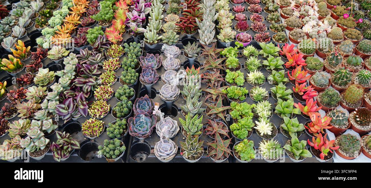 Eine lebendige Sammlung verschiedener Mini-Sukkulenten in Töpfen. Perfekt für moderne urbane Gartenarbeit, Wohnkultur, Öko-Lebensstil und grünes Wohlbefinden. Stockfoto
