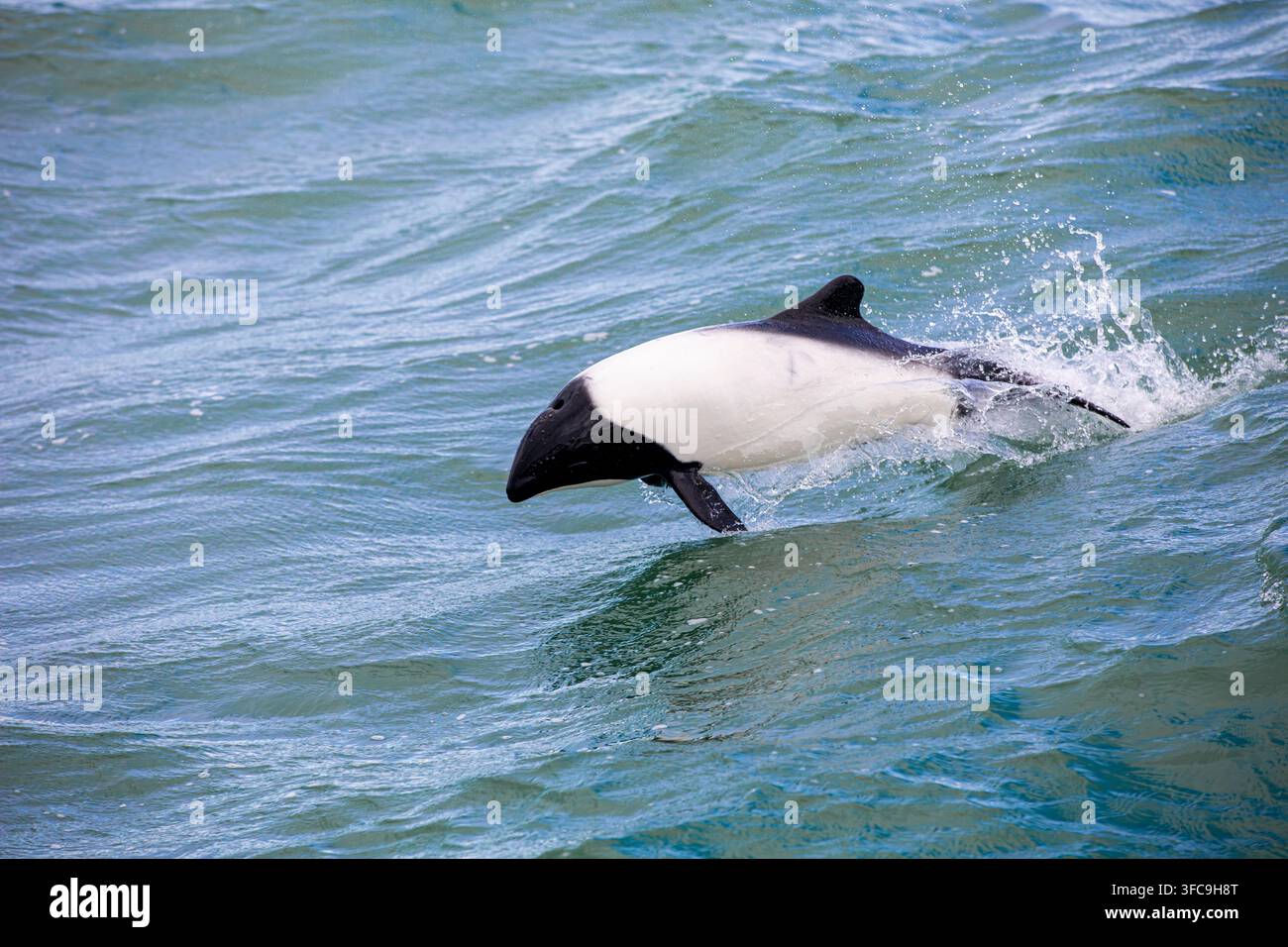 Commerson-Delfin springt im Südatlantik Stockfoto