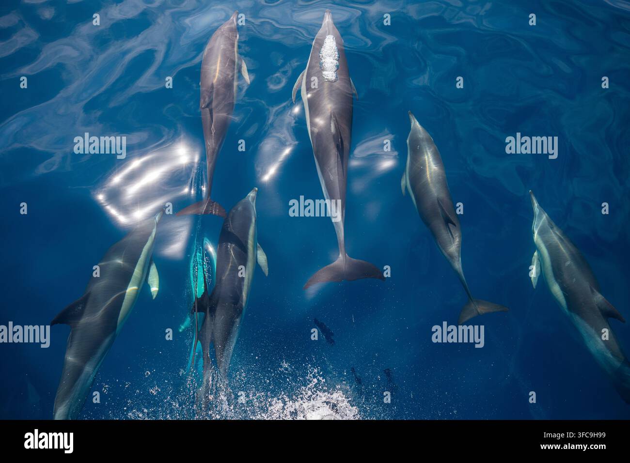 Schwarm von Delfinen im südlichen Atlantik Stockfoto