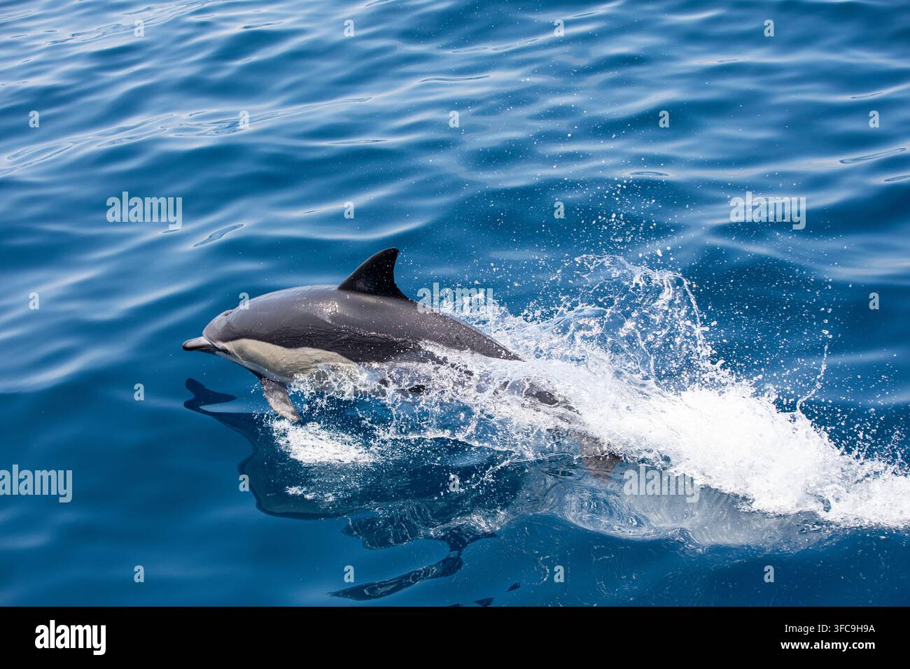 Schwarm von Delfinen im südlichen Atlantik Stockfoto