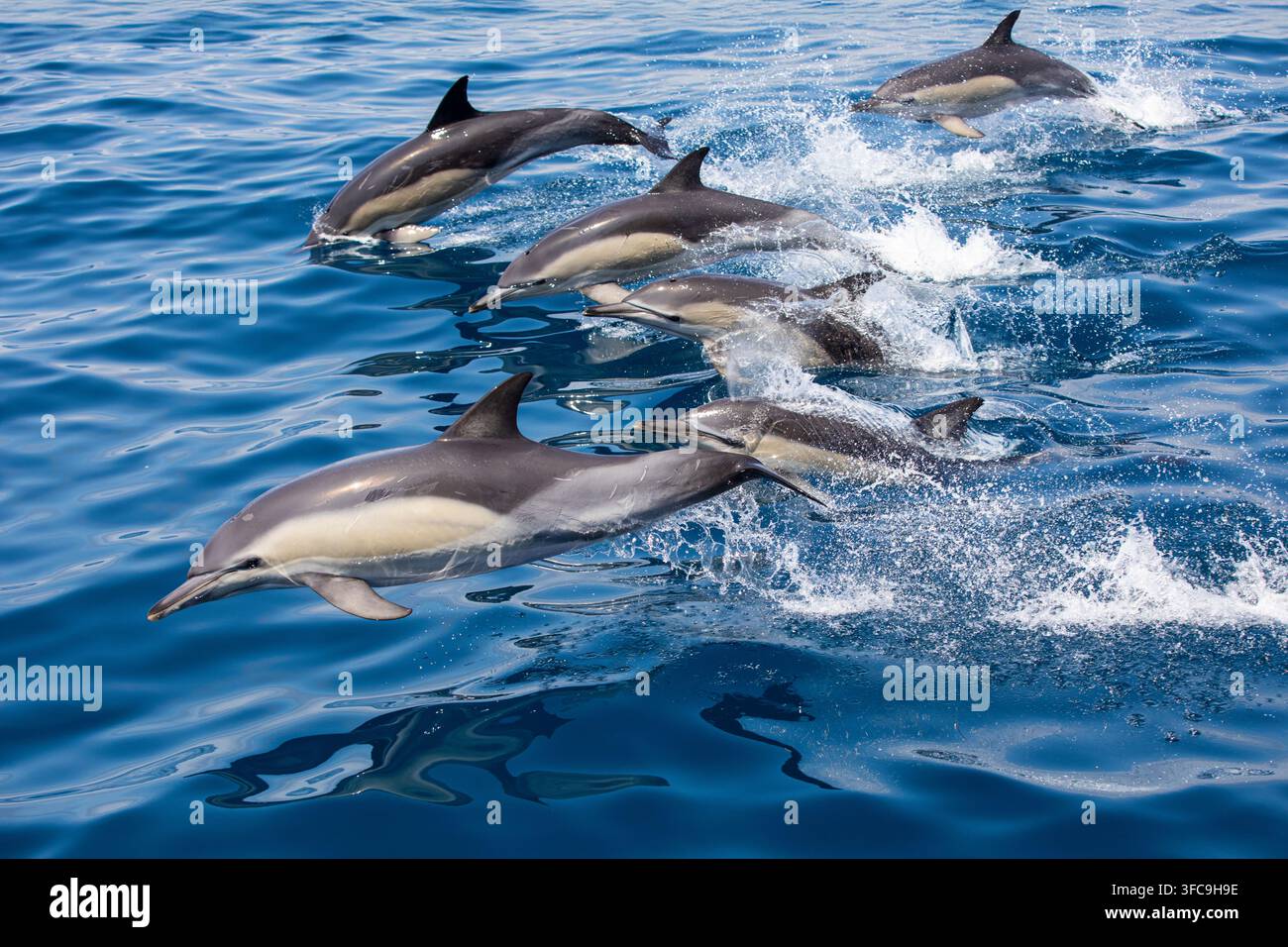 Schwarm von Delfinen im südlichen Atlantik Stockfoto